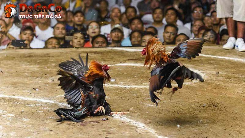 Nguyên nhân dẫn tới tình trạng đá gà luôn thua