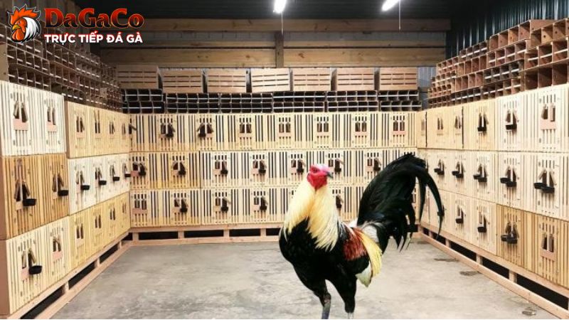Tại sao nên huấn luyện gà đá