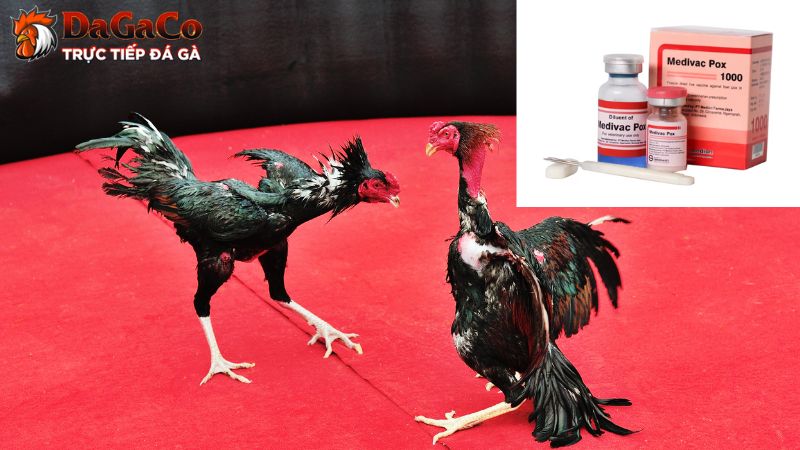 Vì sao Vaccine lại quan trọng với gà đá?